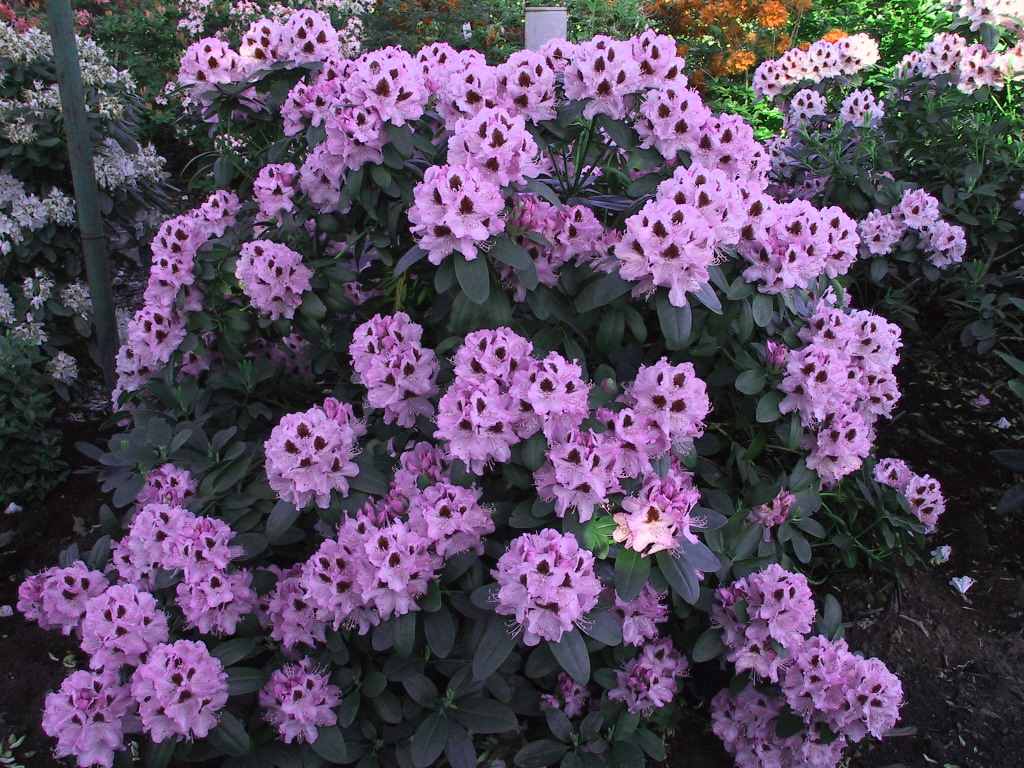 Rhododendron Humboldt 02.JPG